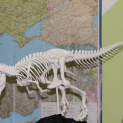 Динозавр T-Rex