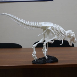 Динозавр T-Rex