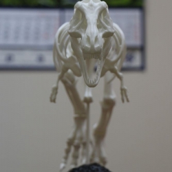 Динозавр T-Rex