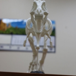 Динозавр T-Rex