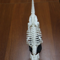 Динозавр T-Rex